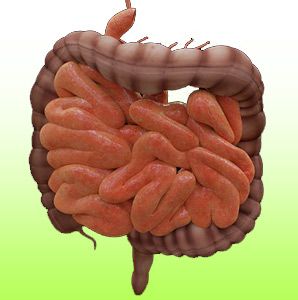 SIBO & COLON IRRITABILE